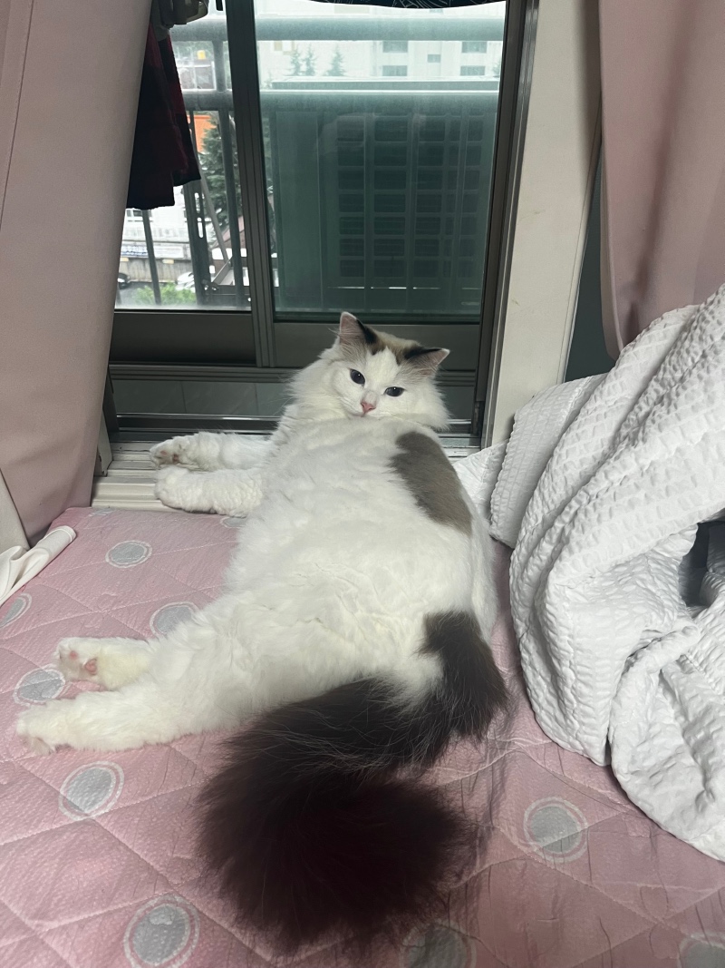 잠만자는 고양이