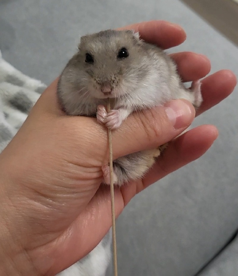 허겁지겁 국수먹방
