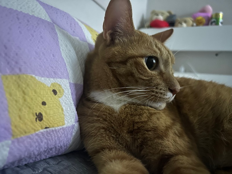 옆모습은 미냥인 마루~!