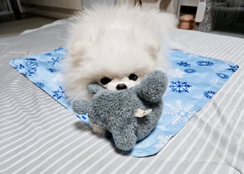 토토로냉냉이