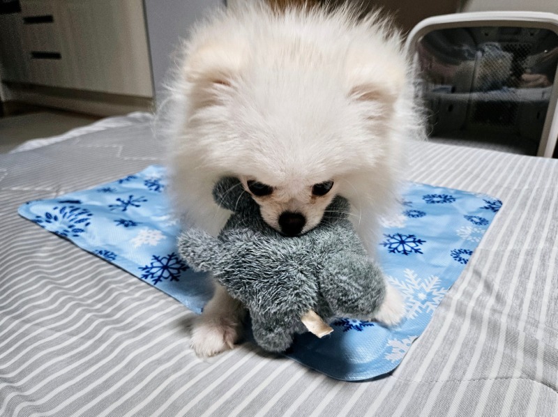 토토로냉냉이