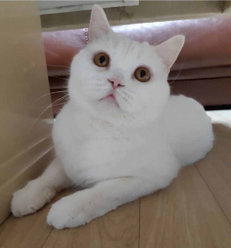 졸리다용