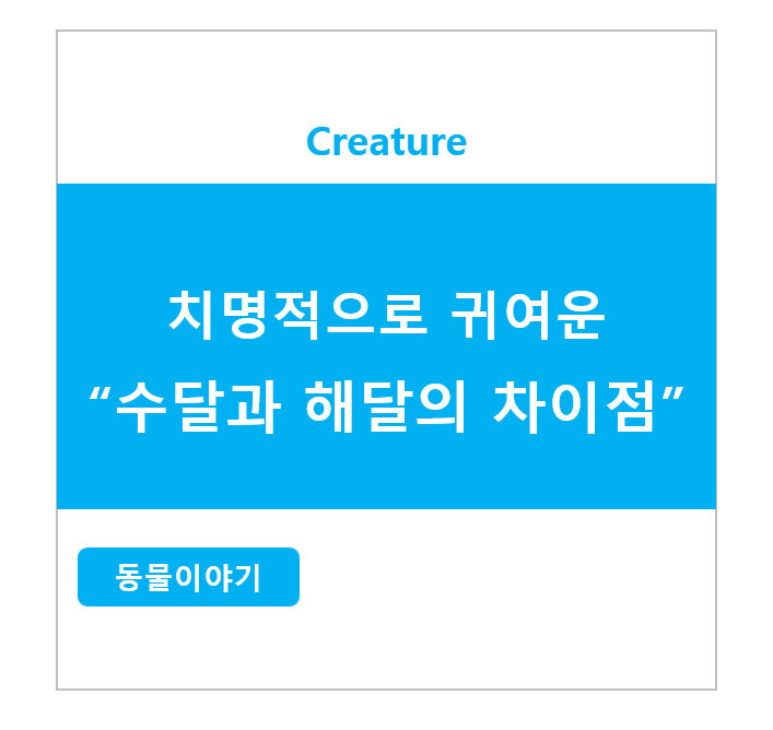 치명적으로 귀여운 수달과 해달의 차이점