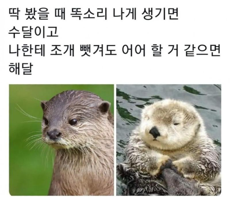 치명적으로 귀여운 수달과 해달의 차이점