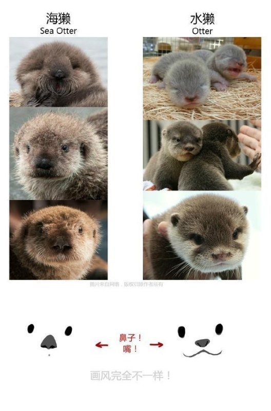 치명적으로 귀여운 수달과 해달의 차이점