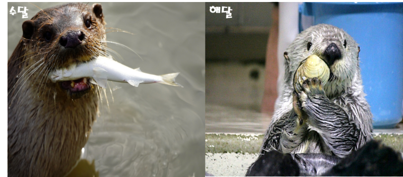 치명적으로 귀여운 수달과 해달의 차이점