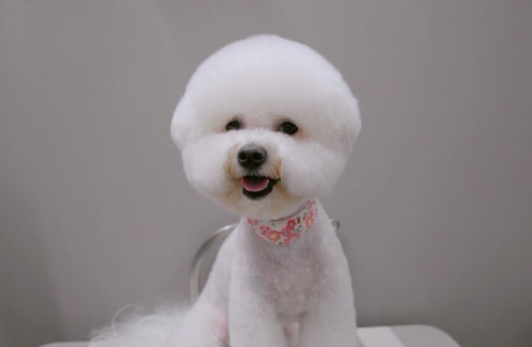 가위컷전문 커몽커몽