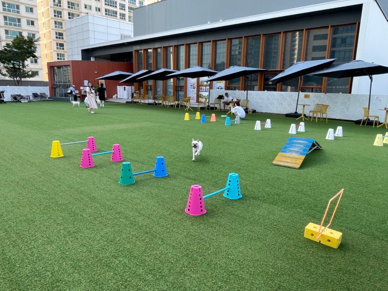 털로덮인친구들펫파크목동점 운동장 넓음 