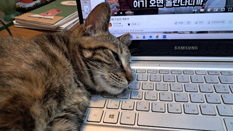 졸리다냥