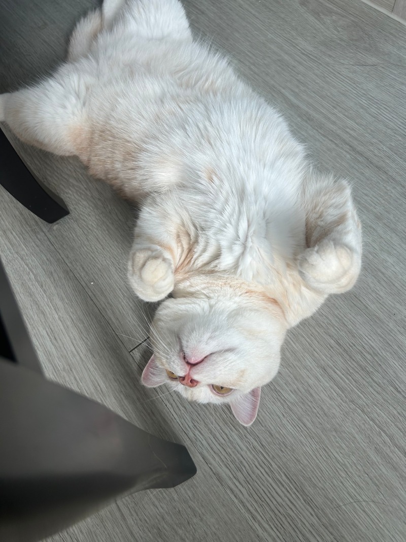 ㅋㅋㅋㅋㅋ시루야...뭐해?