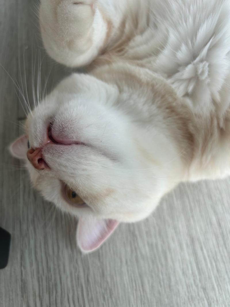 ㅋㅋㅋㅋㅋ시루야...뭐해?