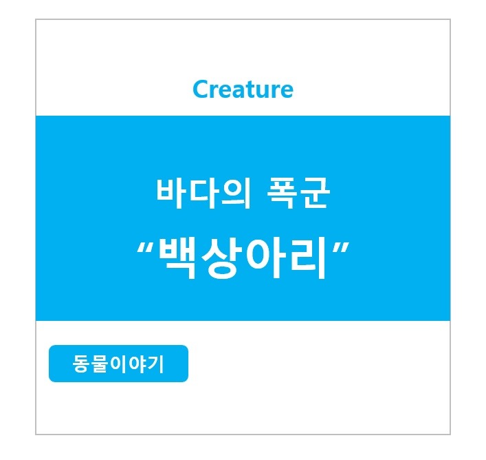 바다의 폭군 백상아리