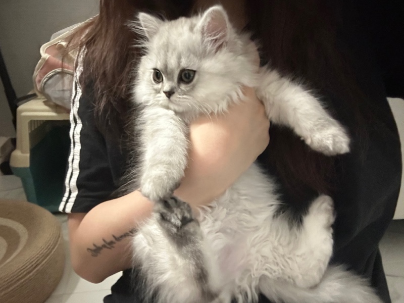 안긴 고양이