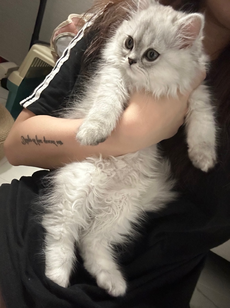안긴 고양이