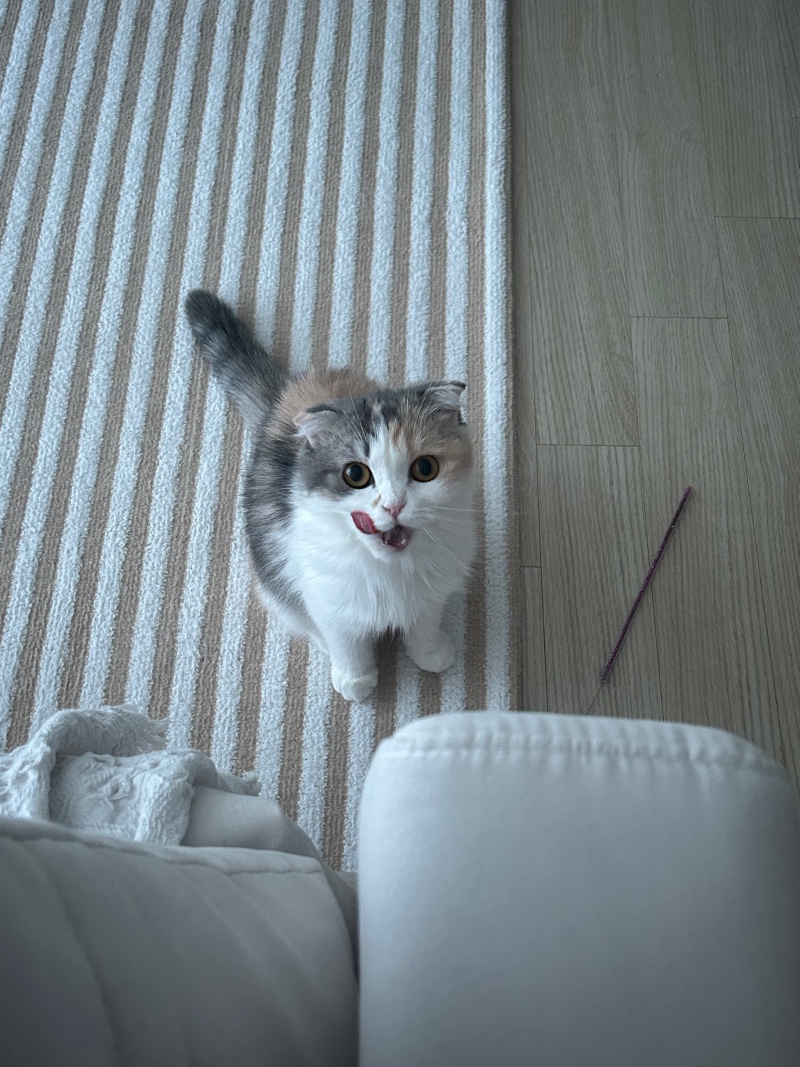 메롱냥이