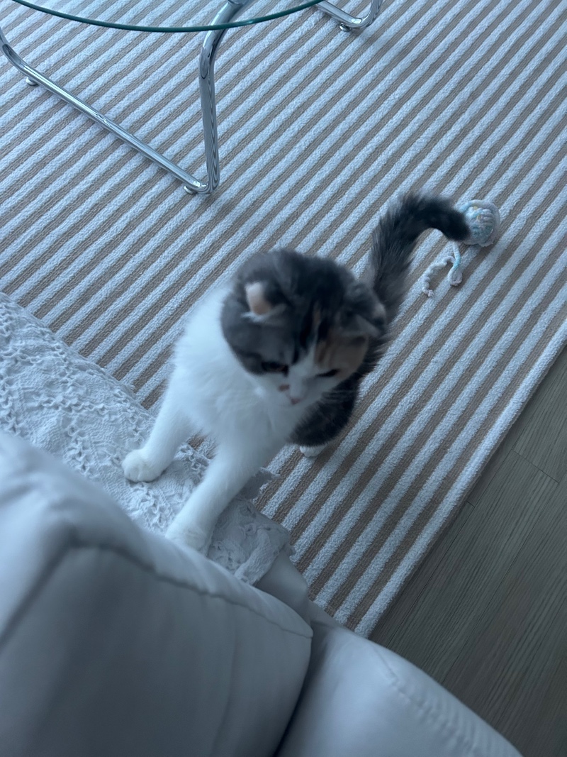 메롱냥이