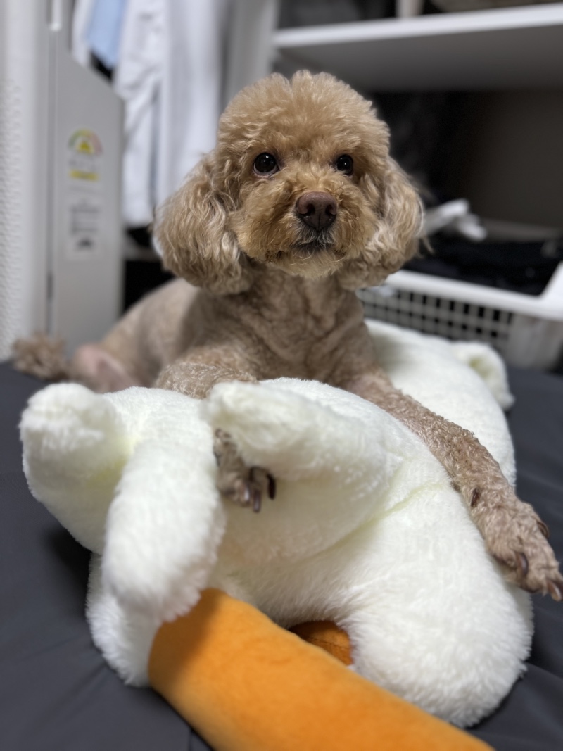 안녕 나는 푸들 톰이라고 해❤️