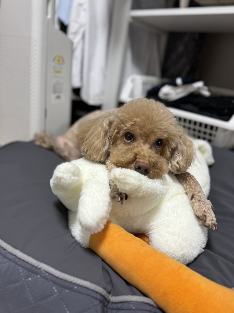 안녕 나는 푸들 톰이라고 해❤️