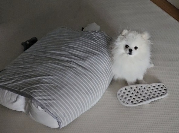 슬리퍼 강아지