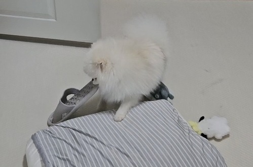 슬리퍼 강아지
