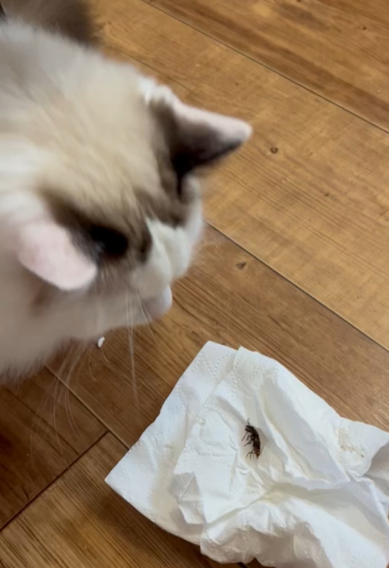벌레잡는 냥이