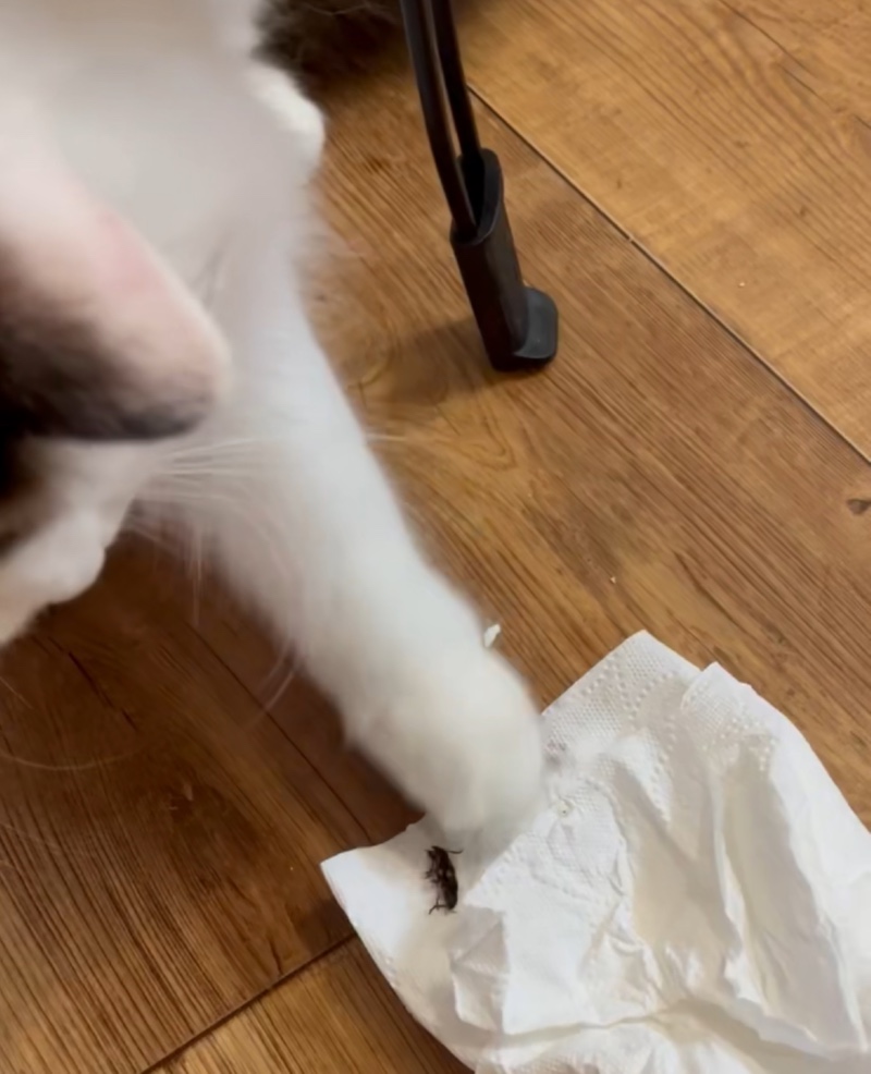 벌레잡는 냥이