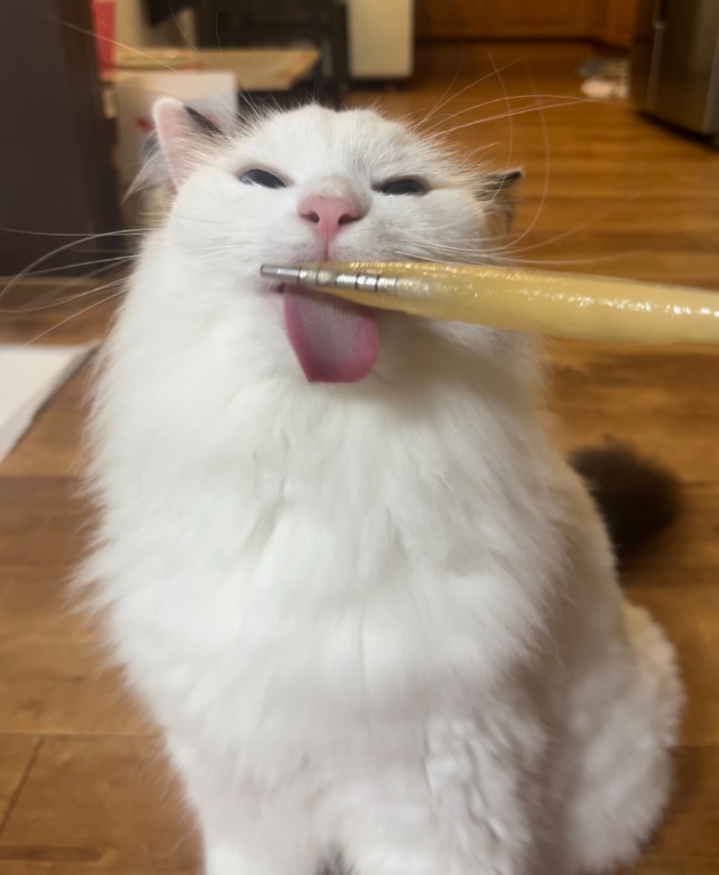 츄르 아이스크림