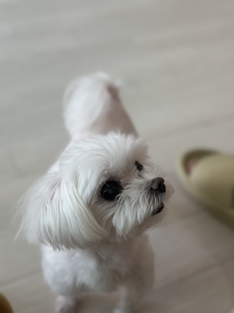 단비야~