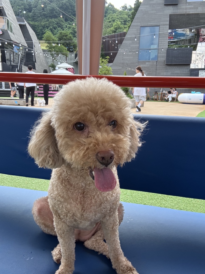 햇빛쨍쨍 톰이도 뛰뛰!!!