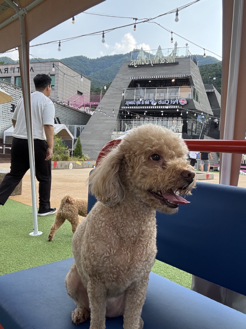 햇빛쨍쨍 톰이도 뛰뛰!!!