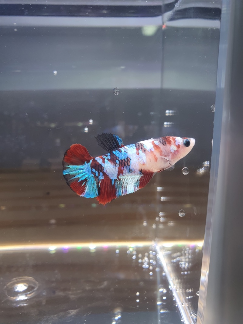 새로 데려온 🐟🐟