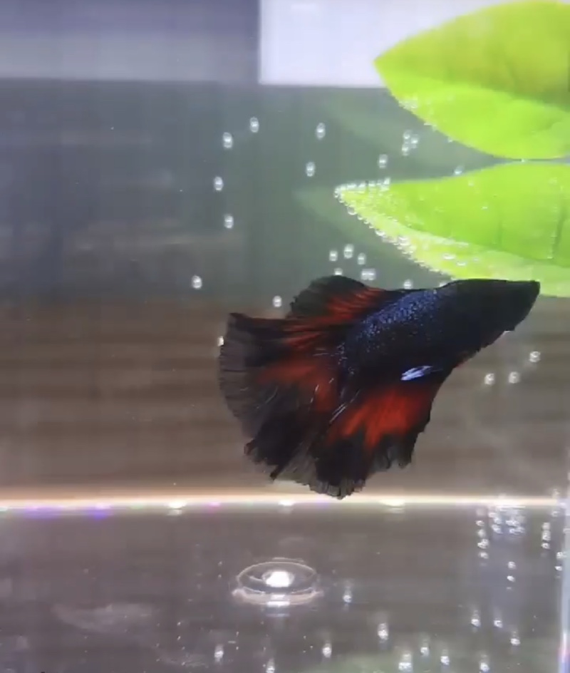 새로 데려온 🐟🐟
