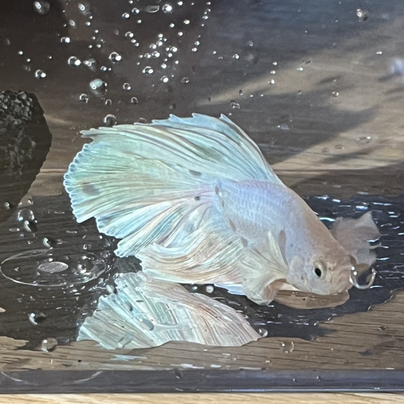 인어 물고기 🐠🐡