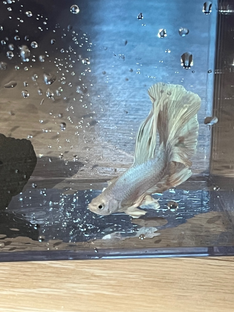인어 물고기 🐠🐡