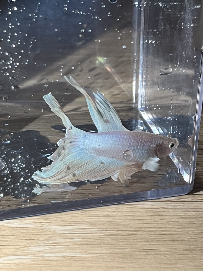 인어 물고기 🐠🐡