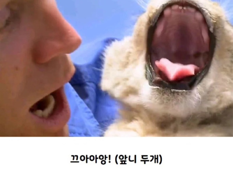 사자 앞니 검사하는날 