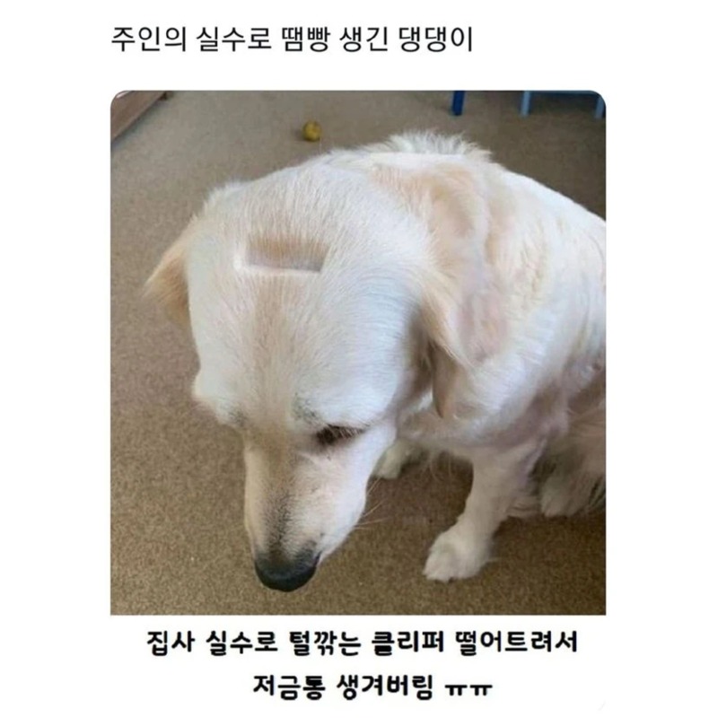 주인 실수로 땜빵생김 ㅠ 