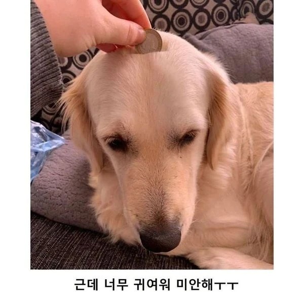 주인 실수로 땜빵생김 ㅠ 