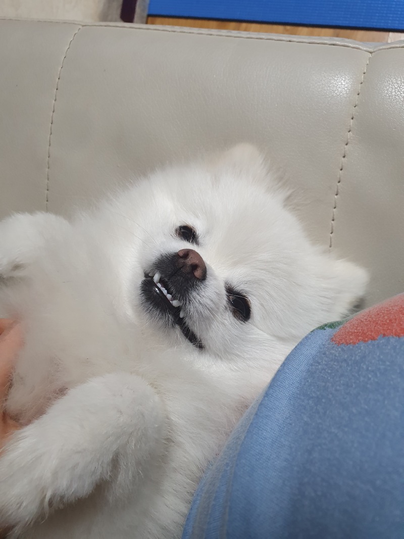 너무귀여운우리강쥐