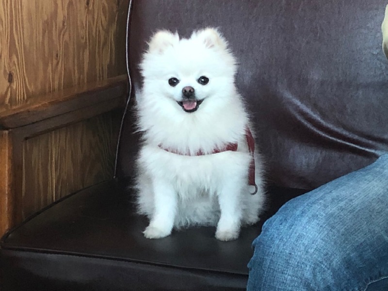 너무귀여운우리강쥐