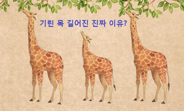 왜 목이 길어졌을까? 기린