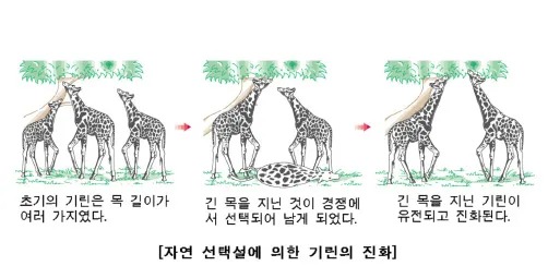왜 목이 길어졌을까? 기린