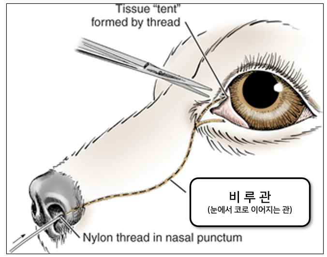 강아지 눈물자국 관리, 생기는 원인과 해결방안 