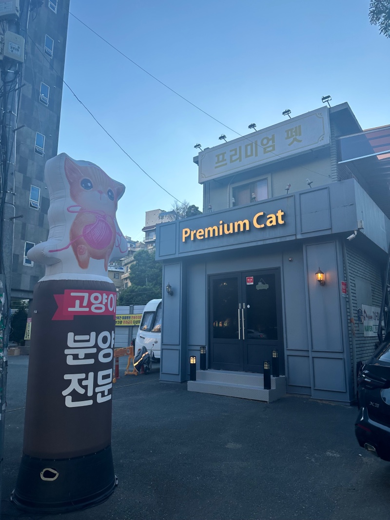 양정 프리미엄캣 고양이 분양