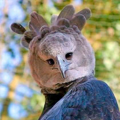 독수리의 발 크기. harpy eagle