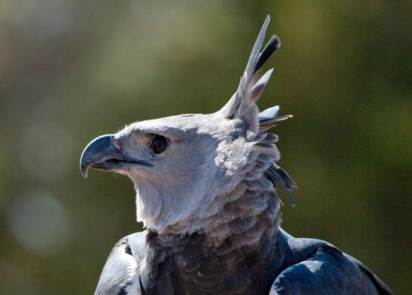 독수리의 발 크기. harpy eagle