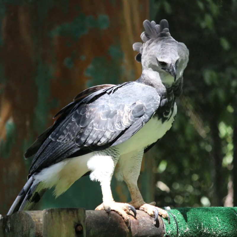 독수리의 발 크기. harpy eagle