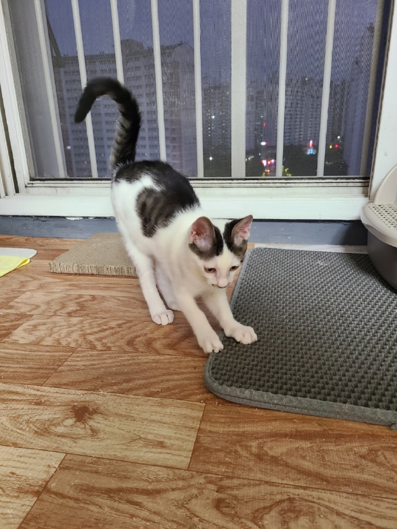 인제 촬리채플린 삼봉이