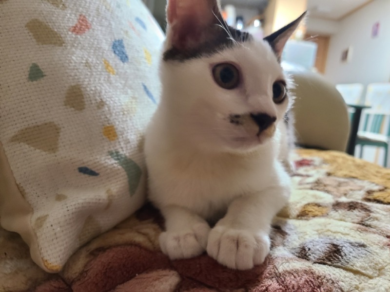 인제 촬리채플린 삼봉이