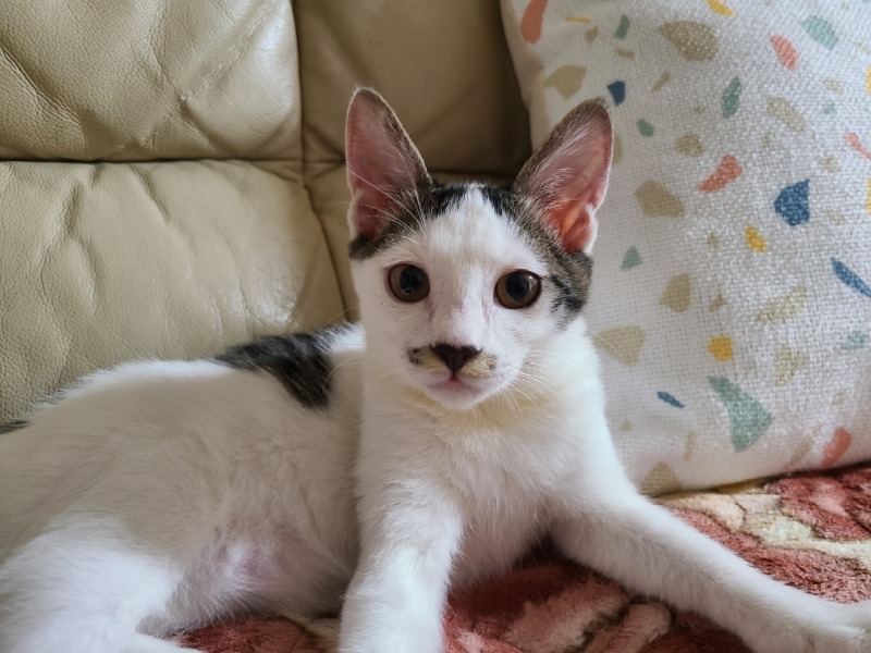 인제 촬리채플린 삼봉이